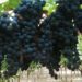 Nuova Convenzione Tessera Turit con l’Azienda Agricola Petruzzellis (FG)