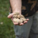 Da ottobre in Piemonte al via tante feste dedicate al tartufo
