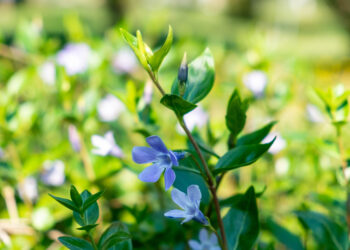 Benvenuta primavera negli Orti Botanici della Lombardia