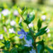 Benvenuta primavera negli Orti Botanici della Lombardia