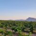 Nuova Convenzione Tessera Turit con l’Azienda Agricola Asta (PA)