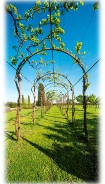 Il Consorzio Vini Venezia riapre le porte dell’antico Brolo di Cannaregio