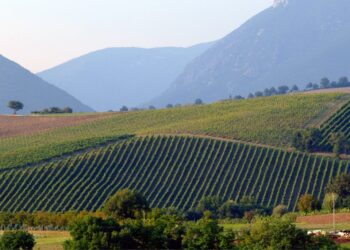 Verdicchio
