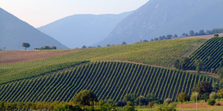Verdicchio