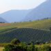 Verdicchio