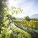 A Merano gli eventi autunnali del Ringraziamento