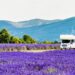 Un campo di fiori fa primavera: slow travel tra le più belle fioriture in Italia