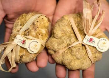 Al via la 92ª edizione della Fiera Internazionale del Tartufo Bianco d’Alba