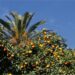 aranci-sicilia