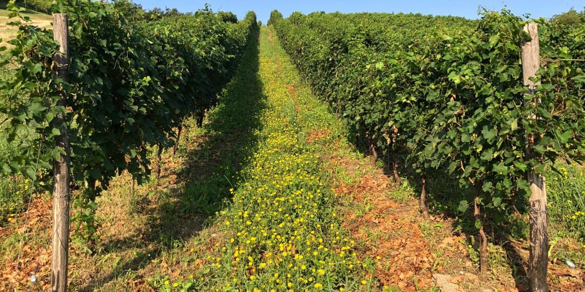 azienda agricola