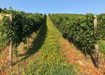 azienda agricola