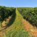 azienda agricola
