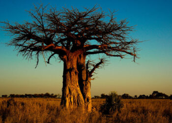 baobab in Madagascar