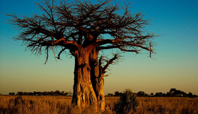 baobab in Madagascar