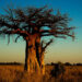 baobab in Madagascar