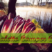 canaletto-camper-club-festa-radicchio