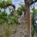CANTINE APERTE, MOVIMENTO TURISMO VINO: al via l’edizione n..23 sabato 30 e domenica 31 maggio