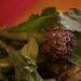 Dal 7 al 10 aprile torna il Festival del Carciofo Romanesco