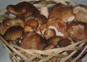 cesto di funghi porcini