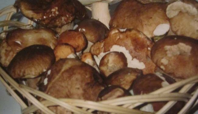 cesto di funghi porcini