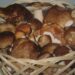 cesto di funghi porcini