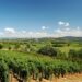 27 novembre: al via la prima edizione del ‘Collio day’