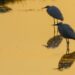 A Comacchio i “Birdwatching Days”, una settimana dedicata ai viaggiatori del cielo