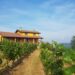 Nuova Convenzione Tessera Turit con l’Azienda Agricola Cantine Alma (AL)