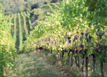 I migliori eventi da non perdere nel fine settimana 13-14-15 settembre