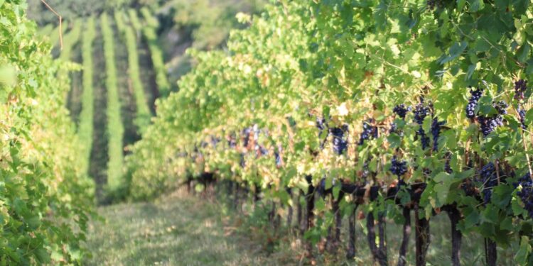 I migliori eventi da non perdere nel fine settimana 13-14-15 settembre