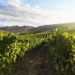 Nuova Convenzione Tessera Turit con l’Azienda Agricola Dell’Aquila (KR)