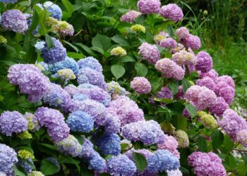 Festa delle Ortensie: dal 13 al 15 giugno Bolsena celebra la bellezza della natura