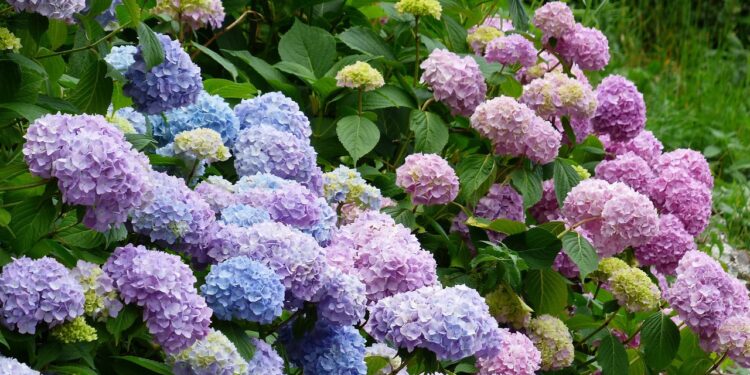 Festa delle Ortensie: dal 13 al 15 giugno Bolsena celebra la bellezza della natura