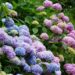 Festa delle Ortensie: dal 13 al 15 giugno Bolsena celebra la bellezza della natura