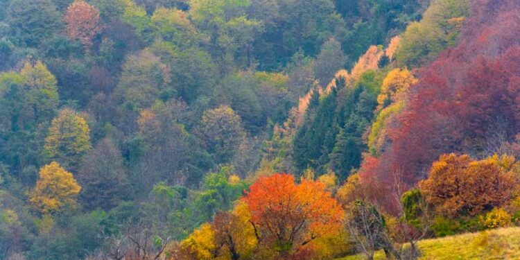 Foliage tra le Dolomiti bellunesi