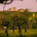Nuova Convenzione Tessera Turit con il Frantoio Suatoni (TR)