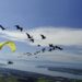 Sabato 18 e domenica 19 maggio il Parco Zoo di Falconara festeggia i grifoni, l’ibis eremita e la testuggine