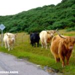 Cow highalands