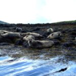 fauna locale