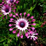 flora locale