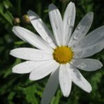 flora locale