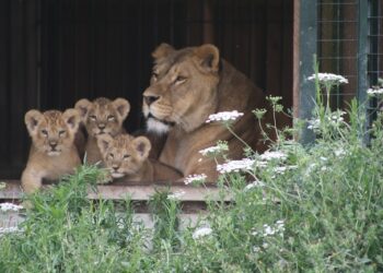 Nuove nascite al Safari Ravenna: cervi, daini, lemuri e i tre leoncini Lu, Dely e Zaion!