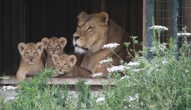 Nuove nascite al Safari Ravenna: cervi, daini, lemuri e i tre leoncini Lu, Dely e Zaion!