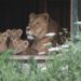Nuove nascite al Safari Ravenna: cervi, daini, lemuri e i tre leoncini Lu, Dely e Zaion!