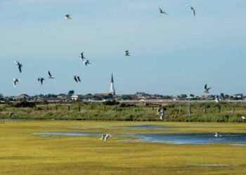 Isole di sogno nella Charentes-Maritime