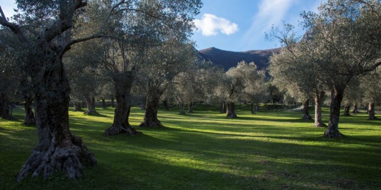 la camminata tra gli oliveti