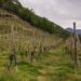 Torna “Ossola in Cantina”: il 13 maggio cantine aperte in Val d’Ossola