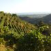 Nuova Convenzione Tessera Turit con il Podere Scurtarola (MS)