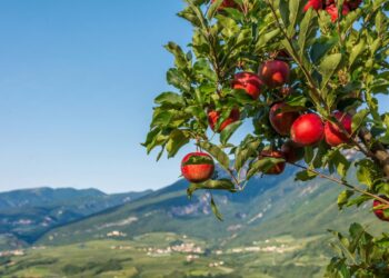 pomaria