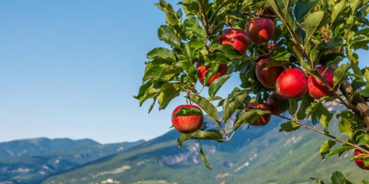 pomaria